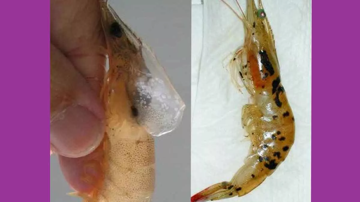 Dua Jenis Virus Serang Udang Tambak Sumenep