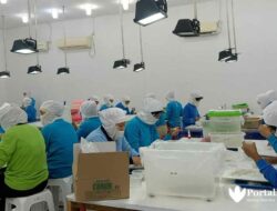 Hasil Tangkapan Ikan Teri Sumenep Tak Cukupi Kebutuhan Ekspor