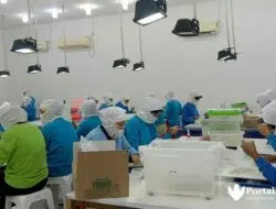 Hasil Tangkapan Ikan Teri Sumenep Tak Cukupi Kebutuhan Ekspor