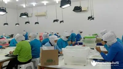 Hasil Tangkapan Ikan Teri Sumenep Tak Cukupi Kebutuhan Ekspor