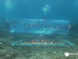 Selamatkan Ekosistem Laut, PPI Dunia Tanam Terumbu Karang