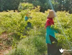 Petani Merugi, Harga Cabai Tak Stabil