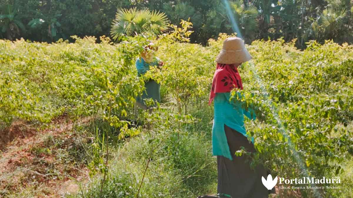 Petani Merugi, Harga Cabai Tak Stabil