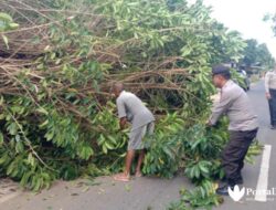 Pohon Tumbang, Kabel Listrik Putus dan Tutupi Jalan Raya Tanjung