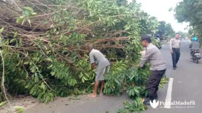 Pohon Tumbang, Kabel Listrik Putus dan Tutupi Jalan Raya Tanjung
