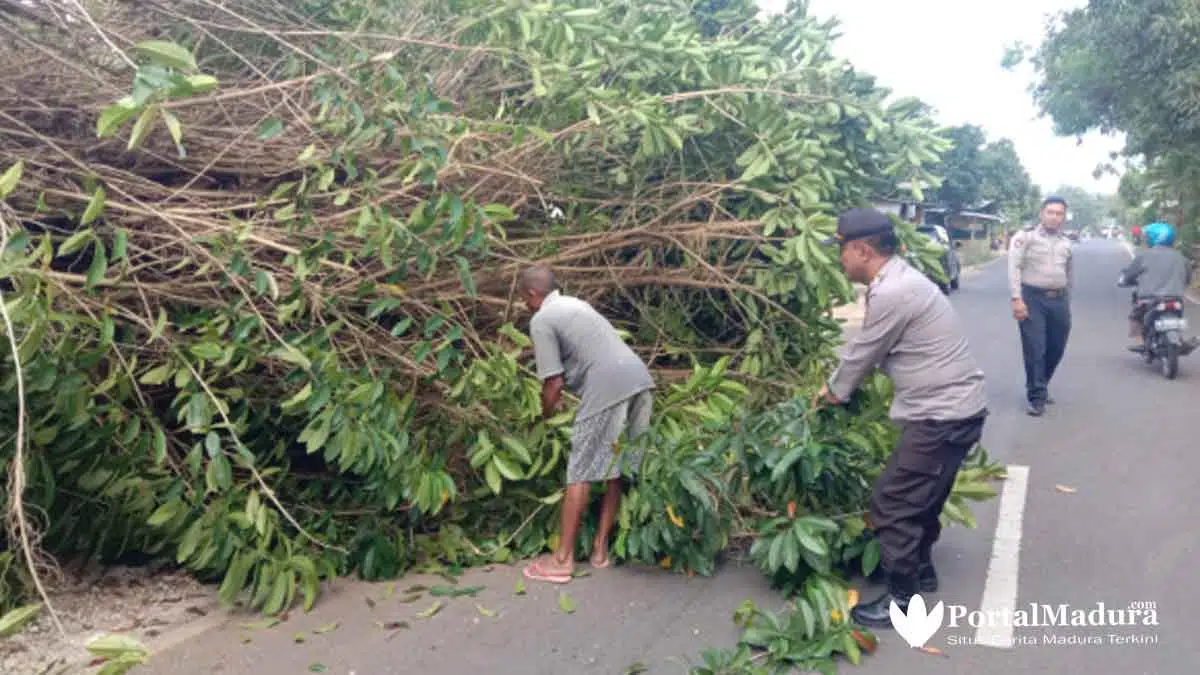 Pohon Tumbang, Kabel Listrik Putus dan Tutupi Jalan Raya Tanjung