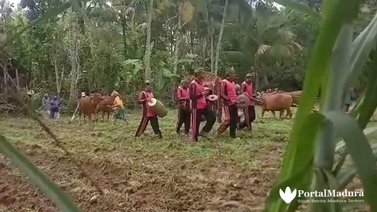 Tradisi Yang Hilang di Sumenep, Bercocok Tanam Diiringi Musik Saronen