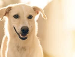 Jangan Asal, Perhatikan Hal Ini Sebelum Membeli Makanan Anjing!