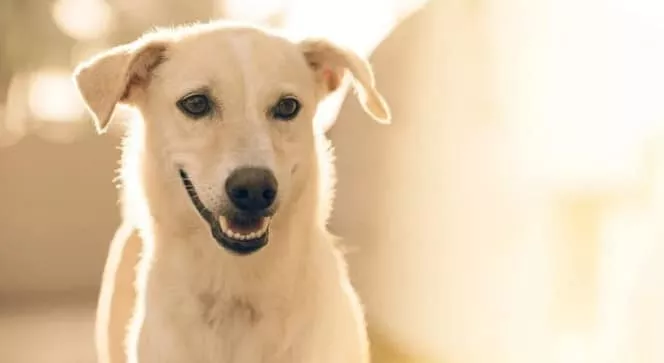 Jangan Asal, Perhatikan Hal Ini Sebelum Membeli Makanan Anjing!