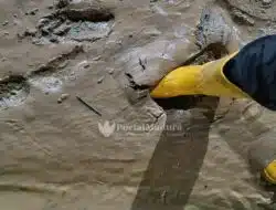 Banjir Surut, BPBD Sumenep Bersihkan Lumpur Asrama Santri PP Al-Amien Prenduan