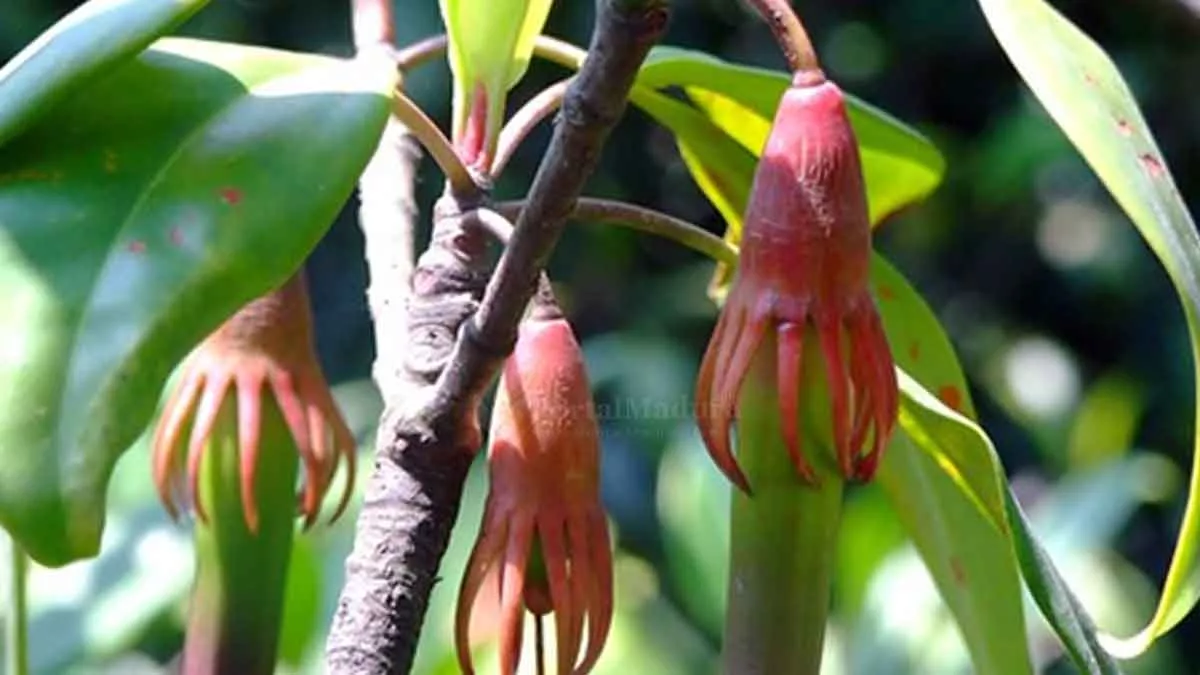 Boba Mangrove Bisa Tingkatkan Ekonomi Warga Desa Tajungan, Ini Cara Buatnya