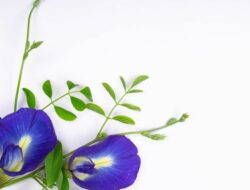Daun Telang Memberikan Banyak Manfaat Bagi Kesehatan