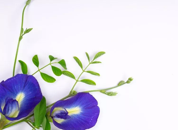 Daun Telang Memberikan Banyak Manfaat Bagi Kesehatan