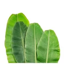 Manfaat Daun Pisang Untuk Kesehatan Yang Jarang di Ketahui