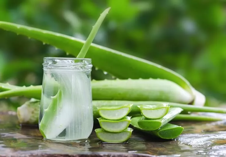 Wow Ini 13 Manfaat Lidah Buaya Untuk Kesehatan