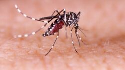 Musim Hujan, Nyamuk Berkembang Biak Membawa Penyakit