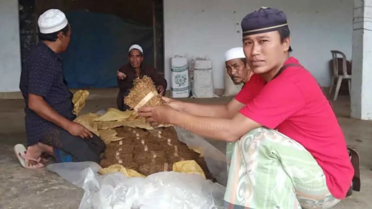 Rentenir Cekik Petani Tembakau Sumenep