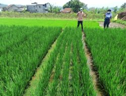Budidaya Padi Dimusim Hujan dengan Hasil yang Optimal