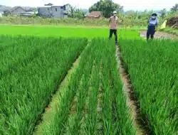 Budidaya Padi Dimusim Hujan dengan Hasil yang Optimal
