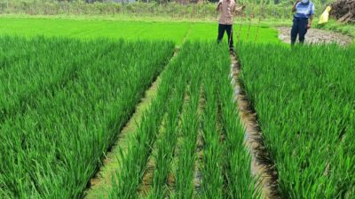 Budidaya Padi Dimusim Hujan dengan Hasil yang Optimal