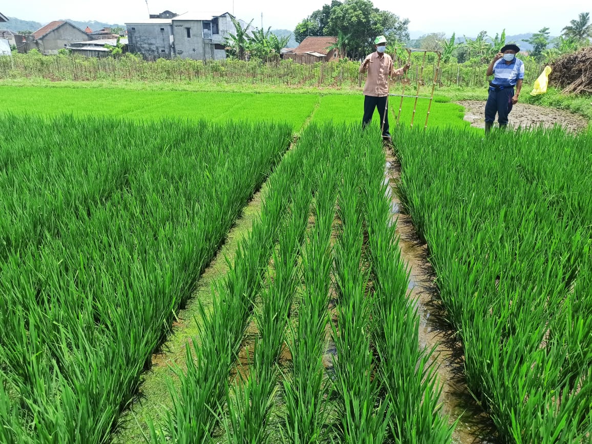 Budidaya Padi Dimusim Hujan dengan Hasil yang Optimal