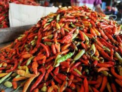 Harga Cabai Kecil di Sumenep Naik Drastis