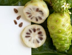 Jarang Diketahui, Buah Mengkudu Baik Untuk Kesehatan