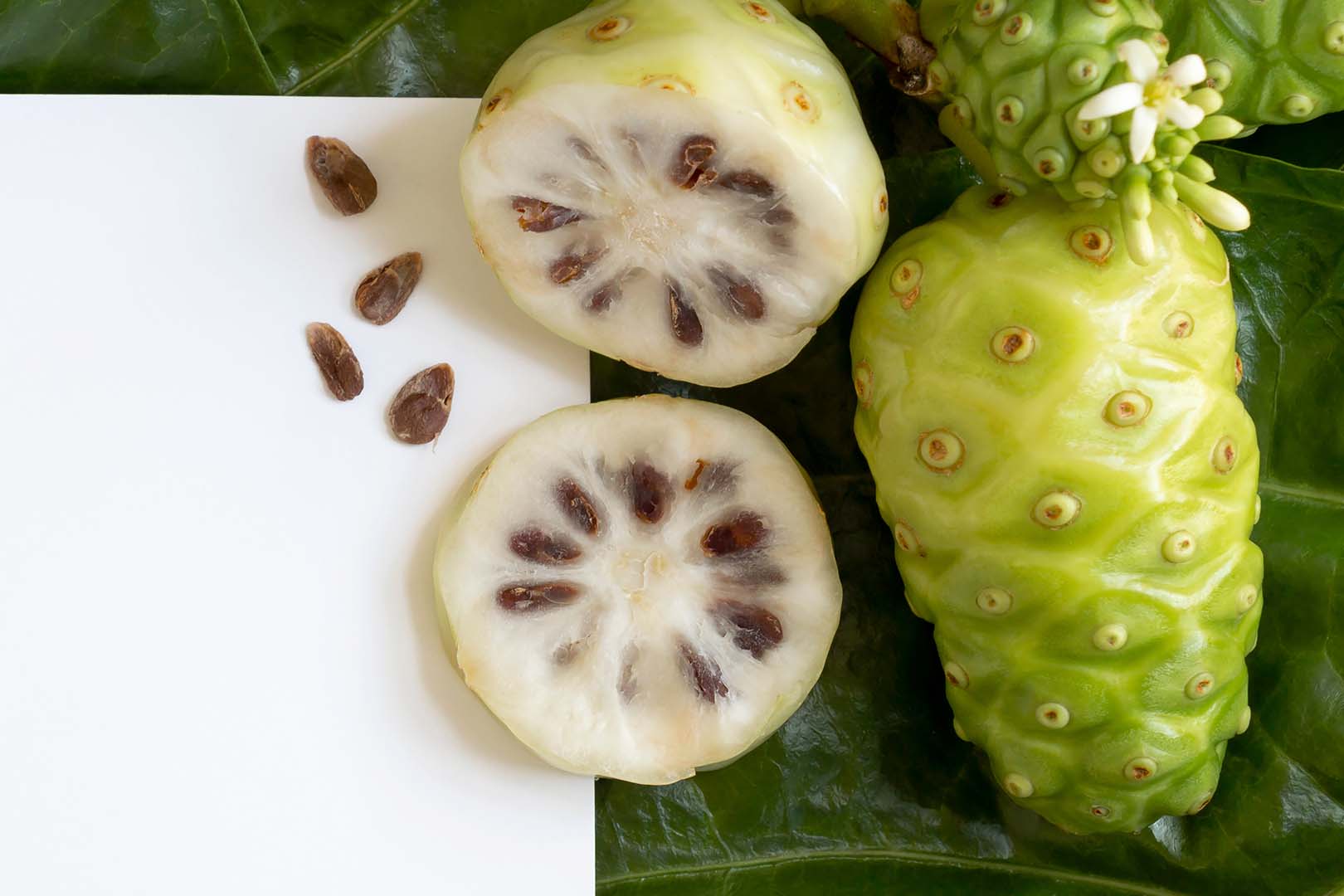 Jarang Diketahui, Buah Mengkudu Baik Untuk Kesehatan