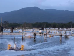Pasti Cuan, Budidaya Udang Menggunakan Air Tawar