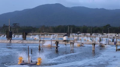 Pasti Cuan, Budidaya Udang Menggunakan Air Tawar