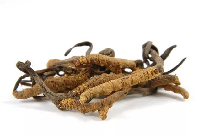 Jamur Cordyceps dalam The Last of Us, Bisa Bikin Zombie, Tapi Kaya Manfaat Kesehatan