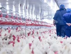 Kemenkes Waspadai Potensi Infeksi Flu Burung ke Manusia