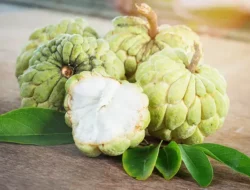 8 Manfaat Buah Srikya Untuk Kesehatan