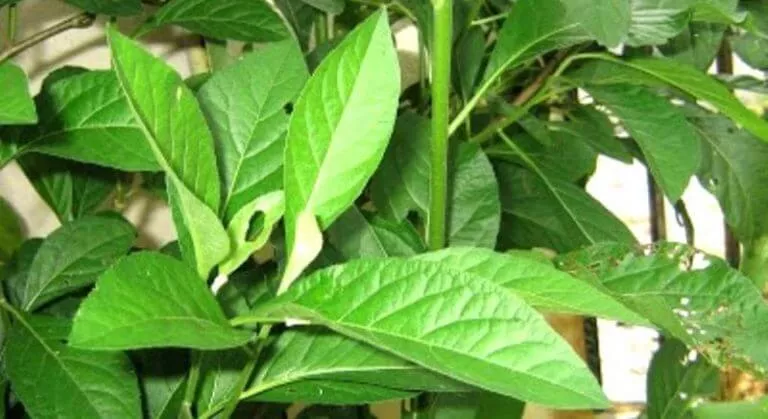 Manfaat Daun Sambung Nyawa Untuk Kesehatan