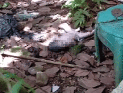 Penemuan Bayi Perempuan di Belakang Puskesmas Batuan Sumenep