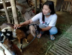 10  Tips Cara Ternak Kambing yang Mudah untuk Pemula
