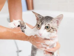 Berapa Kali Kucing Harus Mandi dalam Sebulan?