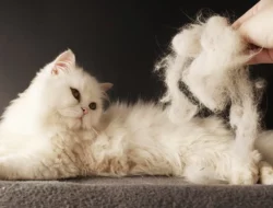 5 Cara Mengatasi Bulu Kucing Rontok dengan Cepat