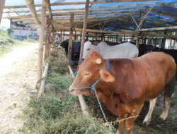 DKKP Pastikan Ketersediaan Hewan Kurban di Sumenep, Untuk Idul Adha 2023 Terpenuhi