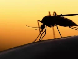 Pakai Robot Perayap dan Kendaraan Nirawak Solusi Canggih Peneliti Taiwan, Perangi Penyebaran Nyamuk Demam Berdarah