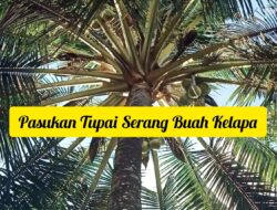 Pasukan Tupai Serang Buah Kelapa Petani Batuputih Sumenep