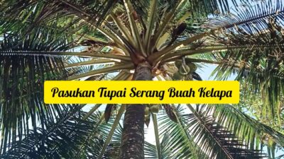 Pasukan Tupai Serang Buah Kelapa Petani Batuputih Sumenep