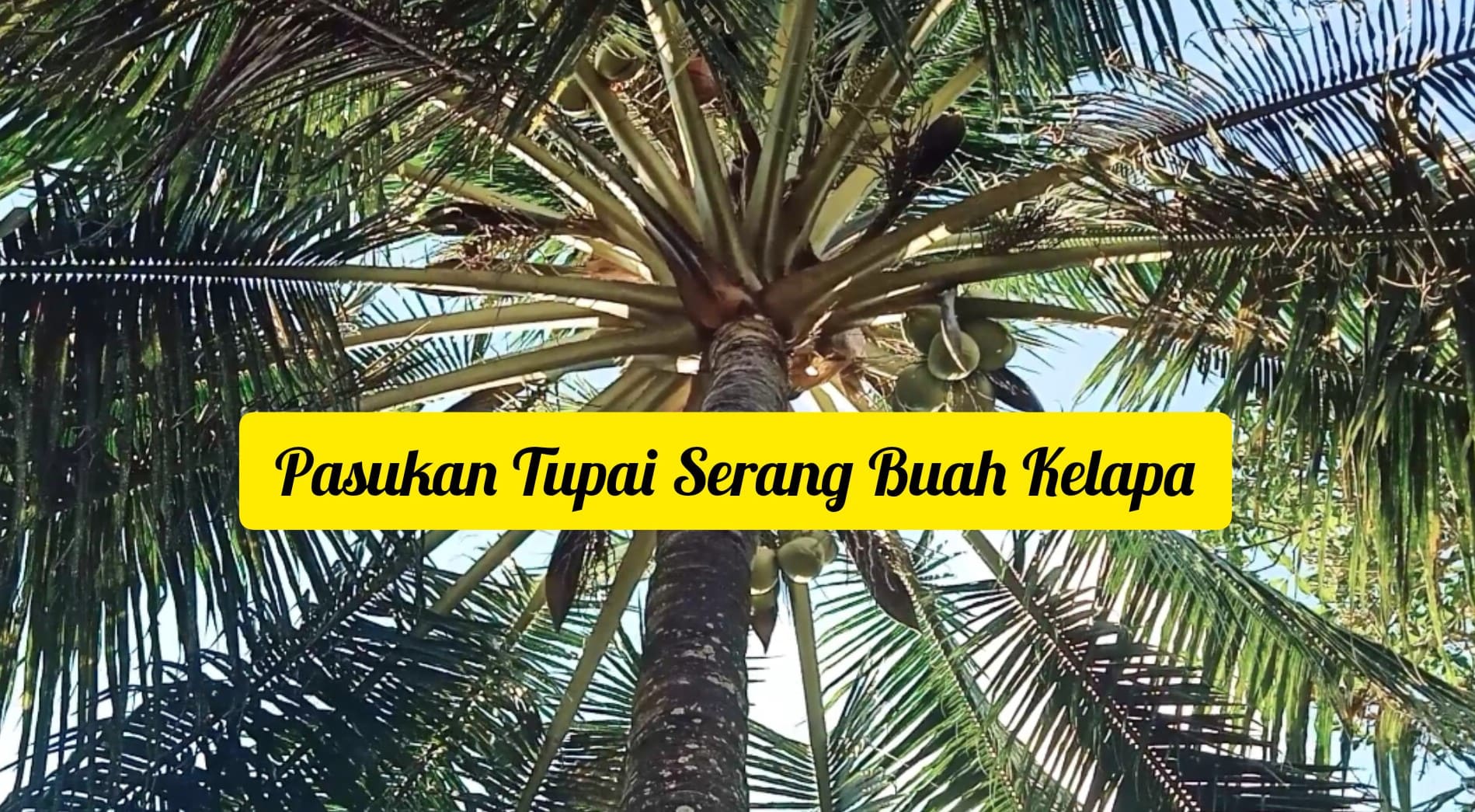 Pasukan Tupai Serang Buah Kelapa Petani Batuputih Sumenep
