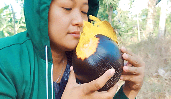 Buah Siwalan Bikin Muka Glowing hingga Obat Disfungsi Ereksi