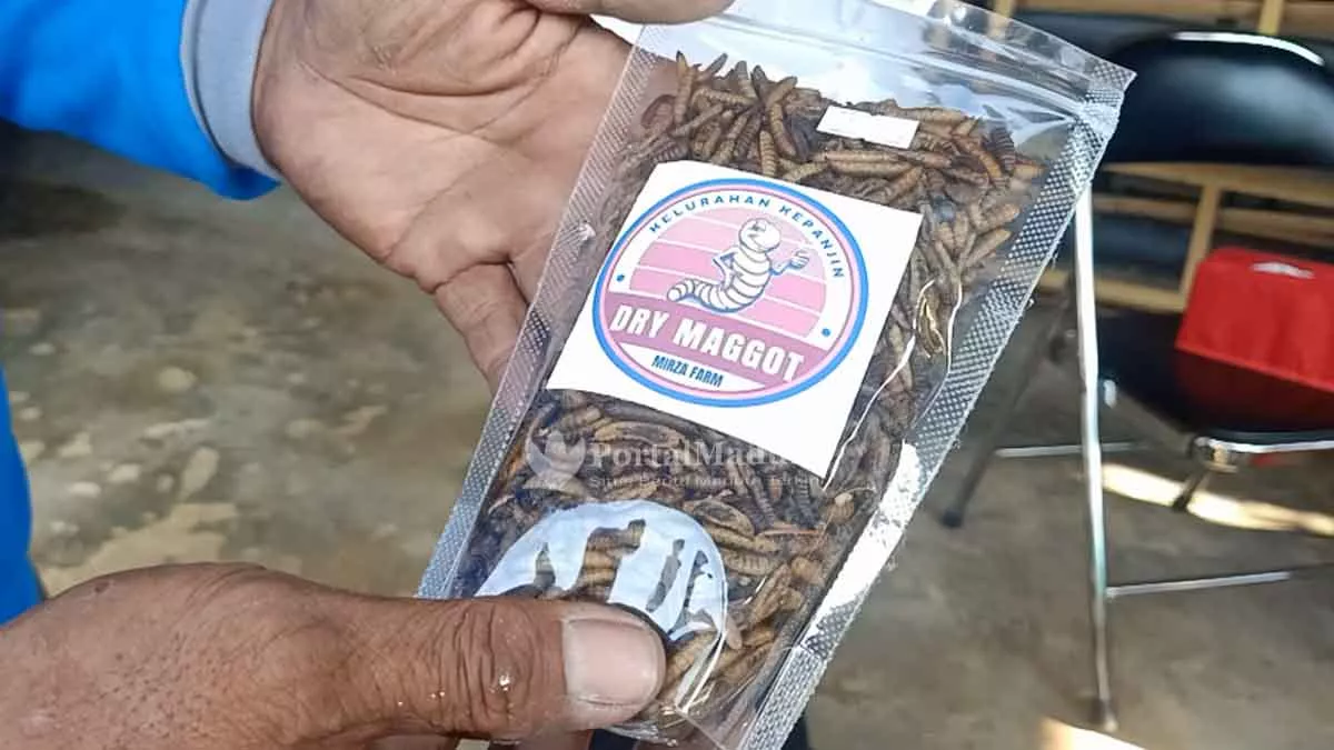 Ulat Maggot Dongkrak Ekonomi Warga Kepanjin Sumenep