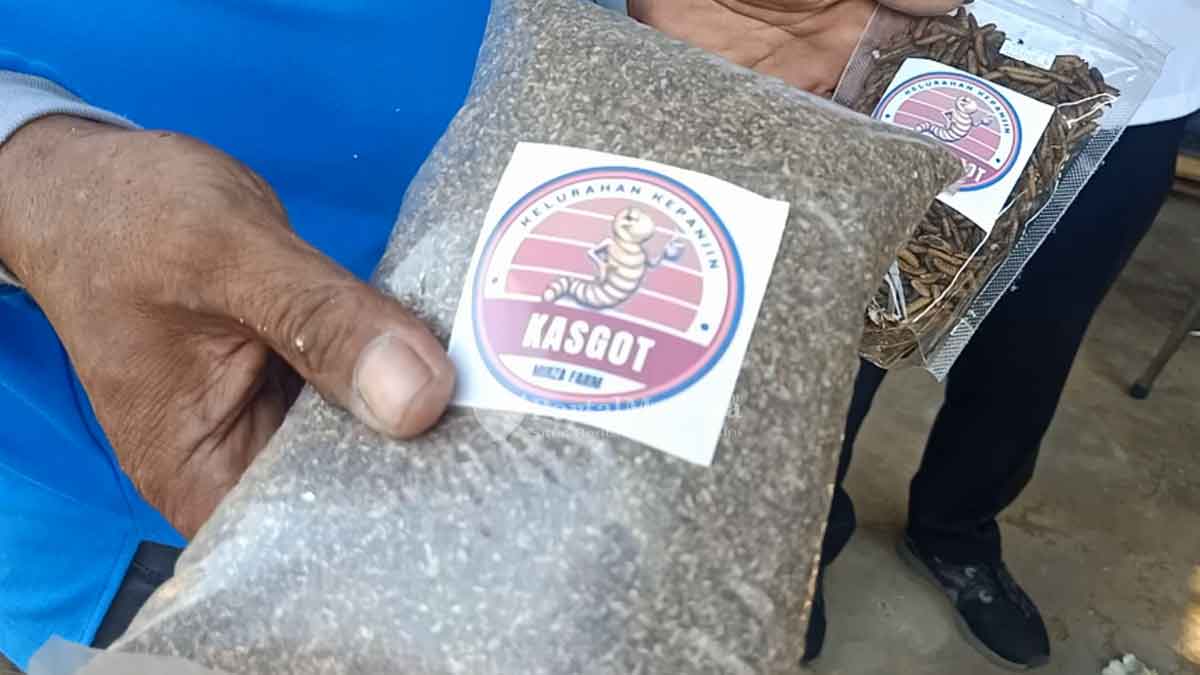 Ulat Maggot Dongkrak Ekonomi Warga Kepanjin Sumenep