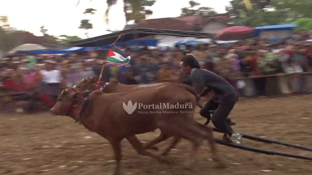 Bendera Palestina Berkibar di Karapan Sapi Tradisional Madura
