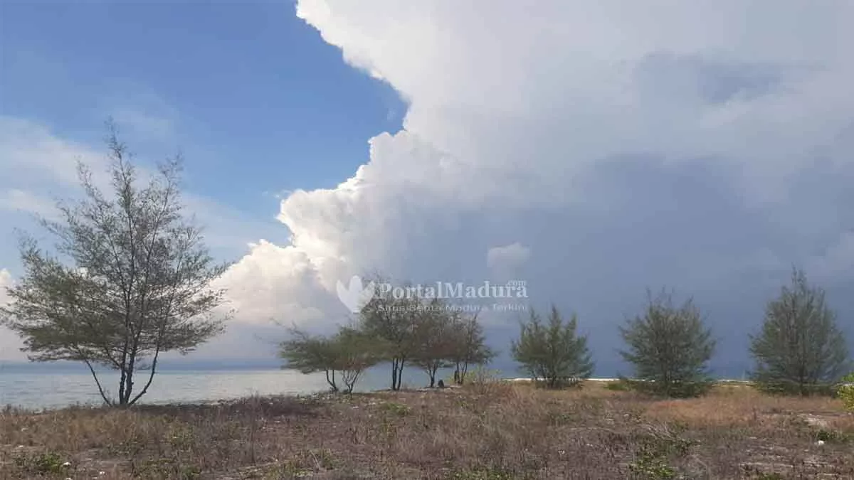 Selamatkan Gili Pandan Sumenep, Fk3I Tanam Pohon Cemara Udang - Portalmadura.com Selamatkan Gili Pandan Sumenep, FK3I Tanam Pohon Cemara Udang