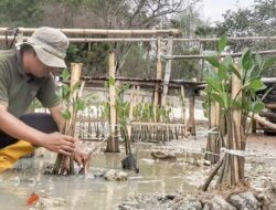 Hari Menanam Pohon Indonesia, Seorang Diri Aksi Tanam Mangrove di Sumenep