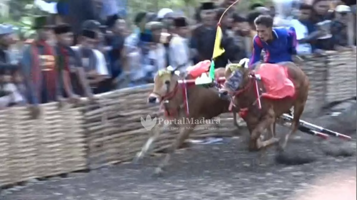 Karapan Sapi, Menjaga Tradisi Dan Ajang Silaturahmi Warga Batuputih - Portalmadura.com Karapan Sapi, Menjaga Tradisi dan Ajang Silaturahmi Warga Batuputih